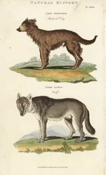 Hund und Wolf - Schäferhund, Canis familiaris, und Wolf, Canis lupus