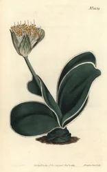 Elefantenohr - Weißblühender Haemanthus, Haemanthus albiflos. Handkolorierter Kupferstich von F. Sansom Jr. nach einer Illustration von Sydenham Edwards aus William Curtis