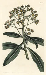 Honig-Wolfsmilch oder Honigtragende Wolfsmilch, Euphorbia mellifera. Handkolorierte Kupferstichgravur von F. Sansom Jr. nach einer Illustration von Sydenham Edwards aus William Curtis