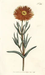 Feigenmarigold (Stich von Sansom, Illustration von Sydenham Edwards)