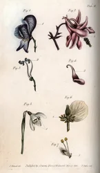Blüten von Eisenhut, Akelei, Schneeglöckchen, Nieswurz und Trauerweide, mit Details von Stempeln und Staubblättern