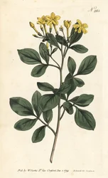 Duftender Jasmin - Süßester Jasmin, Jasminum odoratissimum. Handkolorierter Kupferstich von Sansom nach einer Illustration von Sydenham Edwards aus William Curtis