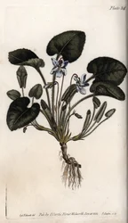 Duftveilchen (Kupferstich)