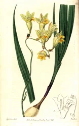 Freesia refracta (Reflex-Tritonia, Tritonia refracta). Handkolorierter Kupferstich von Smith nach einer botanischen Illustration von Sydenham Edwards aus The Botanical Register, Ridgway, London