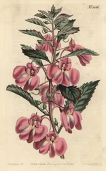 Garten-Balsamine