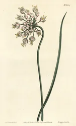 Knoblauchneigung - Nickender Lauch, Damenlauch oder Bogenlauch, Allium cernuum. Handkolorierte Kupferstichgravur von F. Sansom Jr. nach einer Illustration von Sydenham Edwards aus William Curtis