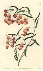 Glycinienblättrige Dillwynia, Dillwynia glycinifolia