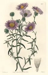 Graue Aster, ursprünglich aus Kalifornien