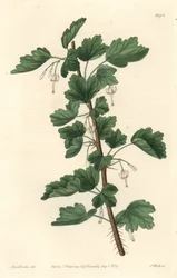 Groseillier, aus Nordamerika, aus dem Botanischen Register