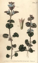 Gundermann, Glechoma hederacea, Gymnospermia. Handkolorierter Kupferstich von F. Sansom nach einer botanischen Illustration von Sydenham Edwards für William Curtis