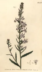 Heide-Lobelie, Lobelia urens, Polygamia monogamia