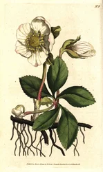 Schwarze Nieswurz oder Christrose, Helleborus niger. Handkolorierter Kupferstich nach einer botanischen Illustration von Sydenham Edwards aus William Curtis’ The Botanical Magazine, Lambeth Marsh, London