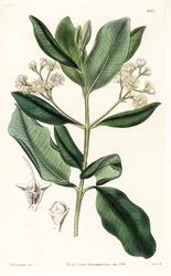 Indisches Holz (Stich von Swan, Illustration von Sydenham Edwards)