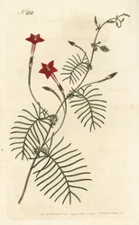 Zypressenwinde, Ipomoea quamoclit