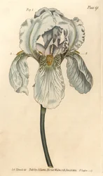 Iris florentina, Iris germanica nothovar (Kupferstich)