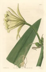 Ismene, Narzisse oder Osterglocke von Peru - Starkes Wasser von S. Watts nach einer Illustration von Sarah Anne Drake (1803-1857), aus dem Botanical Register