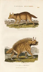Schakal und Streifenhyäne