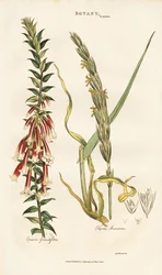 Großblütige Epacris und Strandhafer