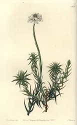 Langblättrige Sphenotoma