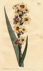Marica striata