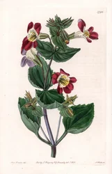 Mimule Variete, genannt Affenblume oder Moschusblume - Gravierte Tafel von S. Watts, nach einer Illustration von Sarah Anne Drake (1803-1857), aus dem Botanical Register von Sydenham Edwards (1768-1819), England