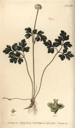 Moschuskraut