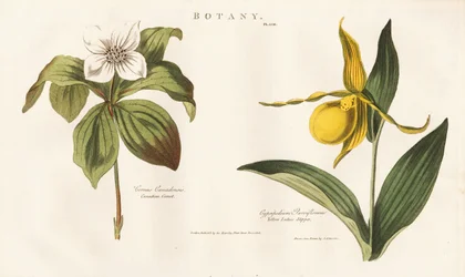 Nordamerikanische Wildblumen: Kanadische Hartriegel und Gelber Frauenschuh