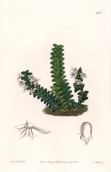 Orchidee: Angraecum Varietät, heimisch in Äquatorialafrika