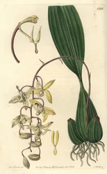 Cirrhaea loddigesii Orchidee