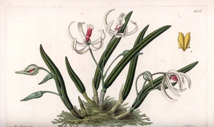 Orchidee: Miniaturvarietät von Leptotes (Tafel)