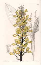 Orchidee: Varietät der Govenia - Platte graviert von S. Watts, nach einer Illustration von Sarah Anne Drake (1803-1857), aus dem Botanical Register von Sydenham Edwards (1768-1819), England