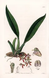 Orchidee: Varietät der Macradenia, heimisch in Guiana