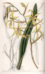 Orchidee: Varietät der Miltonia oder Milt - Tafel graviert von S. Watts, nach einer Illustration von Sarah Anne Drake (1803-1857), aus dem Botanical Register von Sydenham Edwards (1768-1819), England