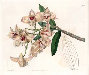 Orchidee: Varietät des Dendrobium - Platte graviert von S. Watts, nach einer Illustration von Sarah Anne Drake (1803-1857), aus dem Botanical Register von Sydenham Edwards (1768-1819), England