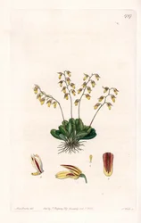 Orchidee: Varietät des Epidendrum