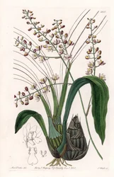 Orchidee: Varietät der Eulophia