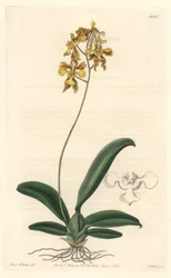 Gelbe Oncidium-Orchidee, heimisch in Brasilien - Starkes Wasser von S. Watts nach einer Illustration von Sarah Anne Drake (1803-1857), aus dem Botanical Register