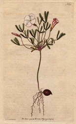 Gestreifter Sauerklee mit rosa-weiß gestreiften Blüten, heimisch in Afrika, Oxalis versicolor