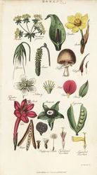 Teile von Blumen einschließlich Blütenblatt, Nektarium, Spelze, Samen, Spatha, Braktee, Hülsenfrucht, etc.