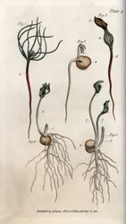 Erbsen, Hülsenfruchtsamen in verschiedenen Keimstadien. Kolorierter Kupferstich, Illustration von Sydenham Edwards (1768-1819) für Conferences of Botanical, Botanischer Garten von Lambeth (England)