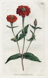 Peruanische Zinnie oder Bresine - Lithographie von Sydenham Edwards (1768-1819), aus dem Botanical Magazine von William Curtis (1746-1799)