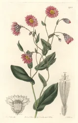 Rosa Rhodanthe, aus Australien, aus dem Botanischen Register