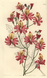 Arme-Leute-Orchidee, Schizanthus grahamii