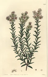 Rote Soulangia, Soulangia rubra