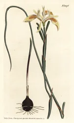 Gerolltes Moraea-Blatt, Moraea angusta