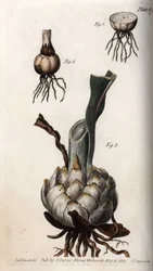Wurzel und Zwiebel der Lilien. Farbiger Kupferstich, Illustration von Sydenham Edwards (1768-1819) für Konferenzen der Botanik, Botanischer Garten von Lambeth (England)