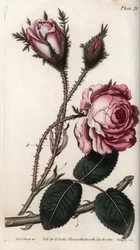 Rose, Rosenblüte mit hundert Blättern. Farbiger Kupferstich, Illustration von Sydenham Edwards (1768-1819) für Konferenzen der Botanik, Botanischer Garten von Lambeth (England)