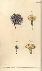 Skabiosenblüte, Scabiosa atropurpurea, Tetrandria