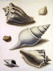 Muscheln und Meeresflora
