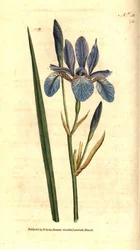 Sibirische Iris, Iris sibirica